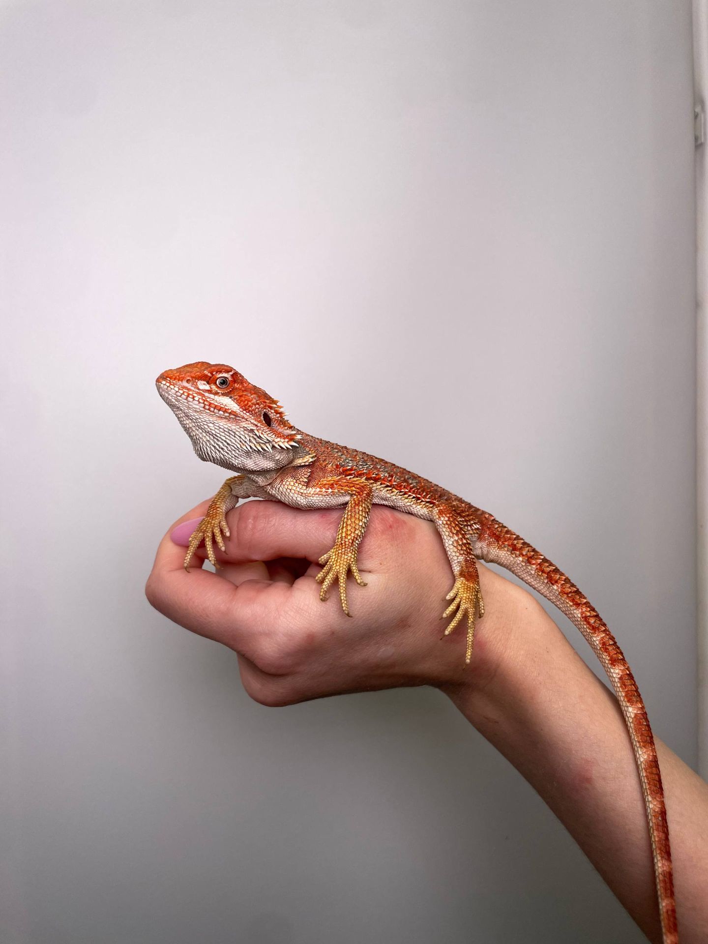 Бородата агама, мега ручні та спокійні ящірки, бородата ящірка, бартагама