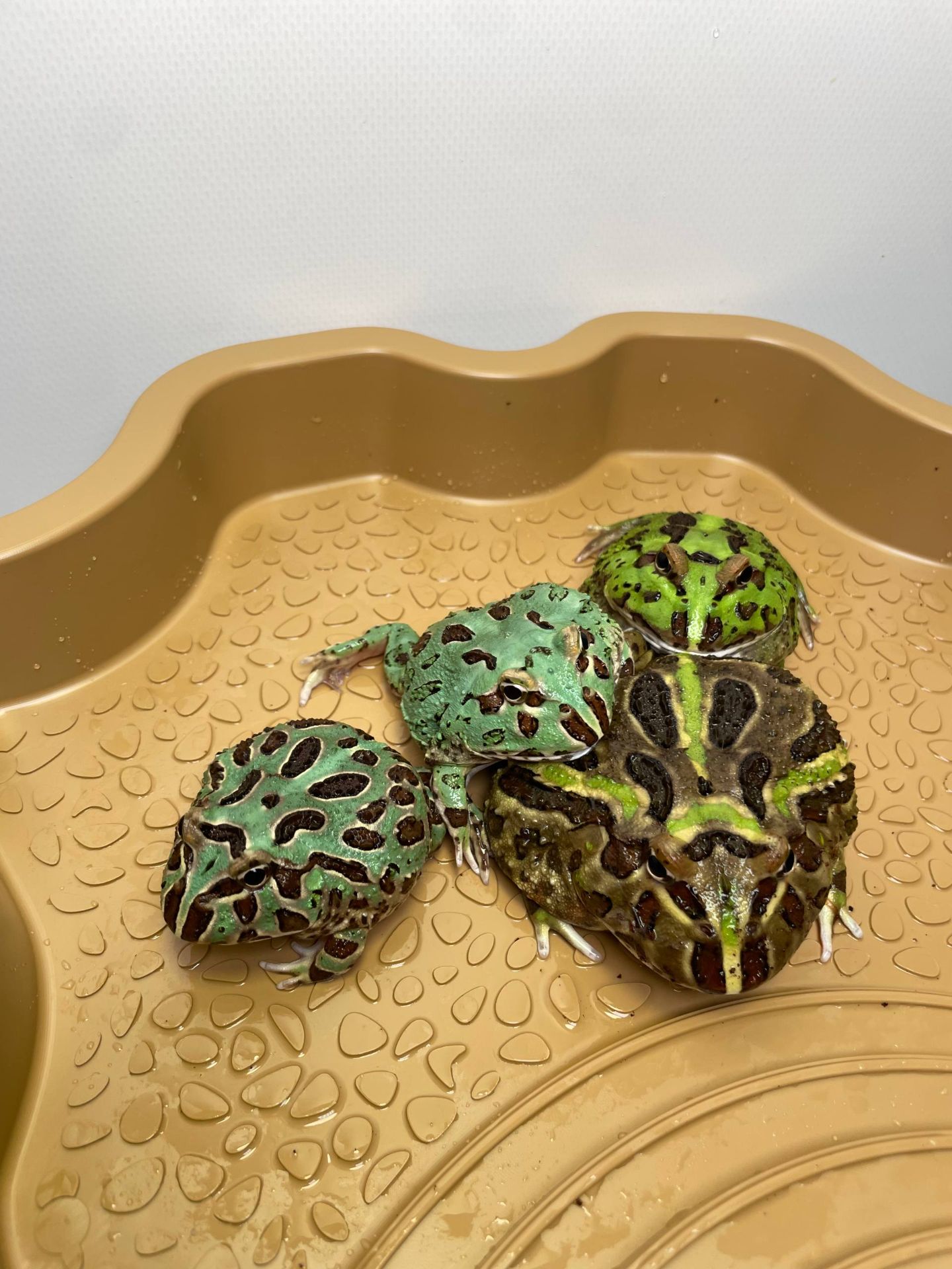 Жаба рогатка, рогатка кранвелла, яскрава жаба ітанія, жаба для дому, кругла жабка