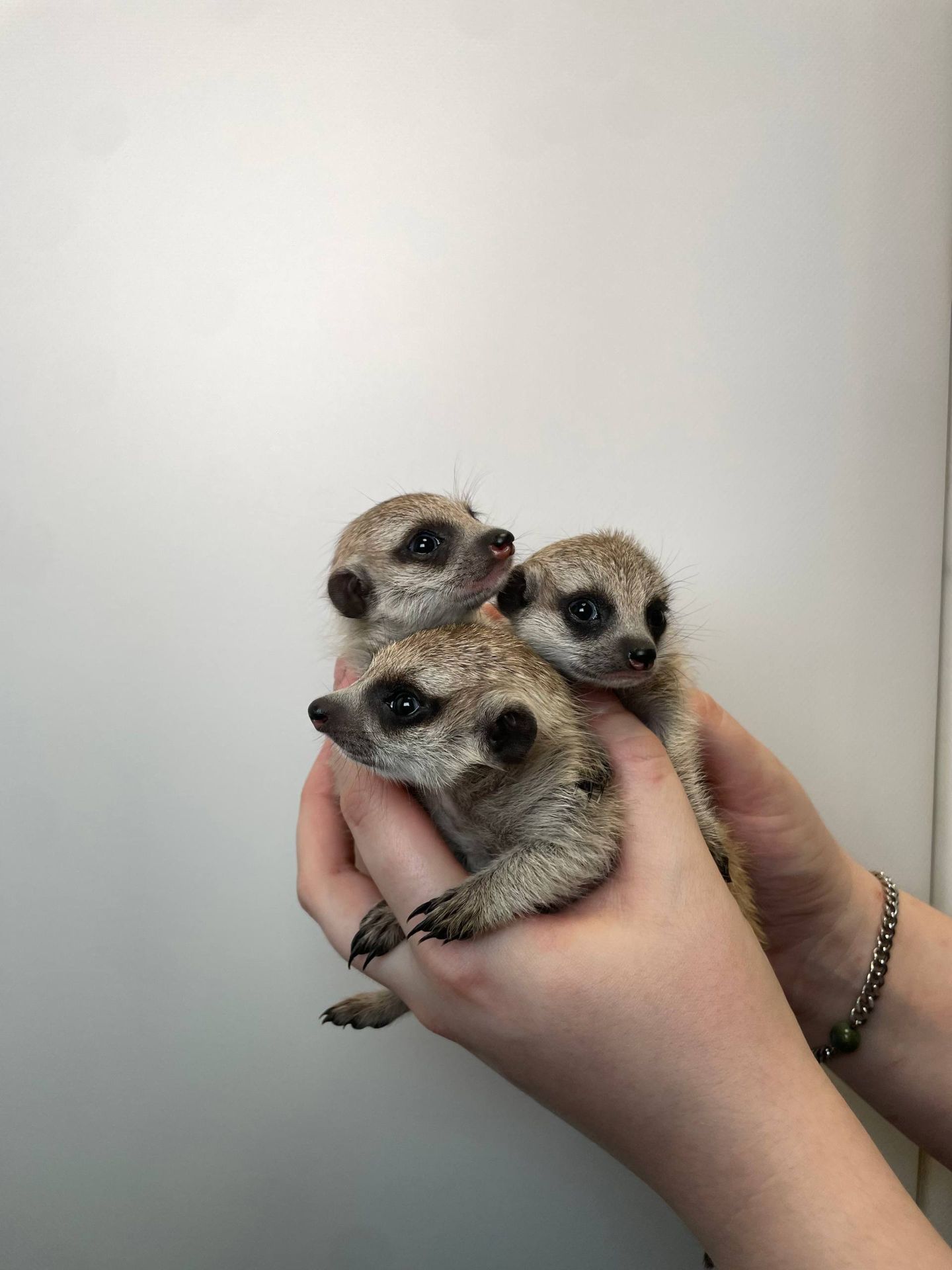 Мега ручні соціальні сурікатики для дому, сурікат, сурікати різного віку, сурик