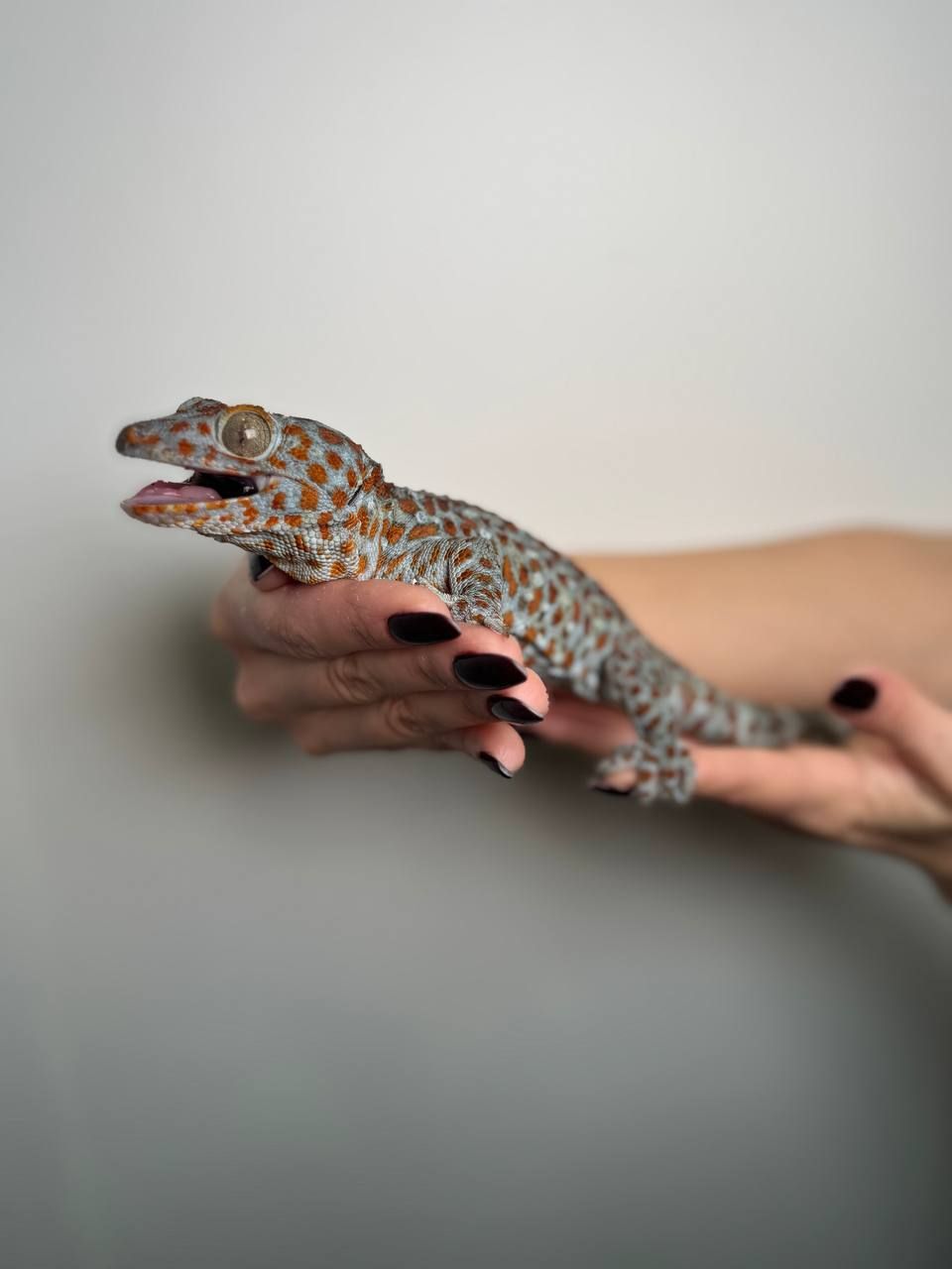 Геккон Токи, гекон токі ручний, токі малюк та дорослий