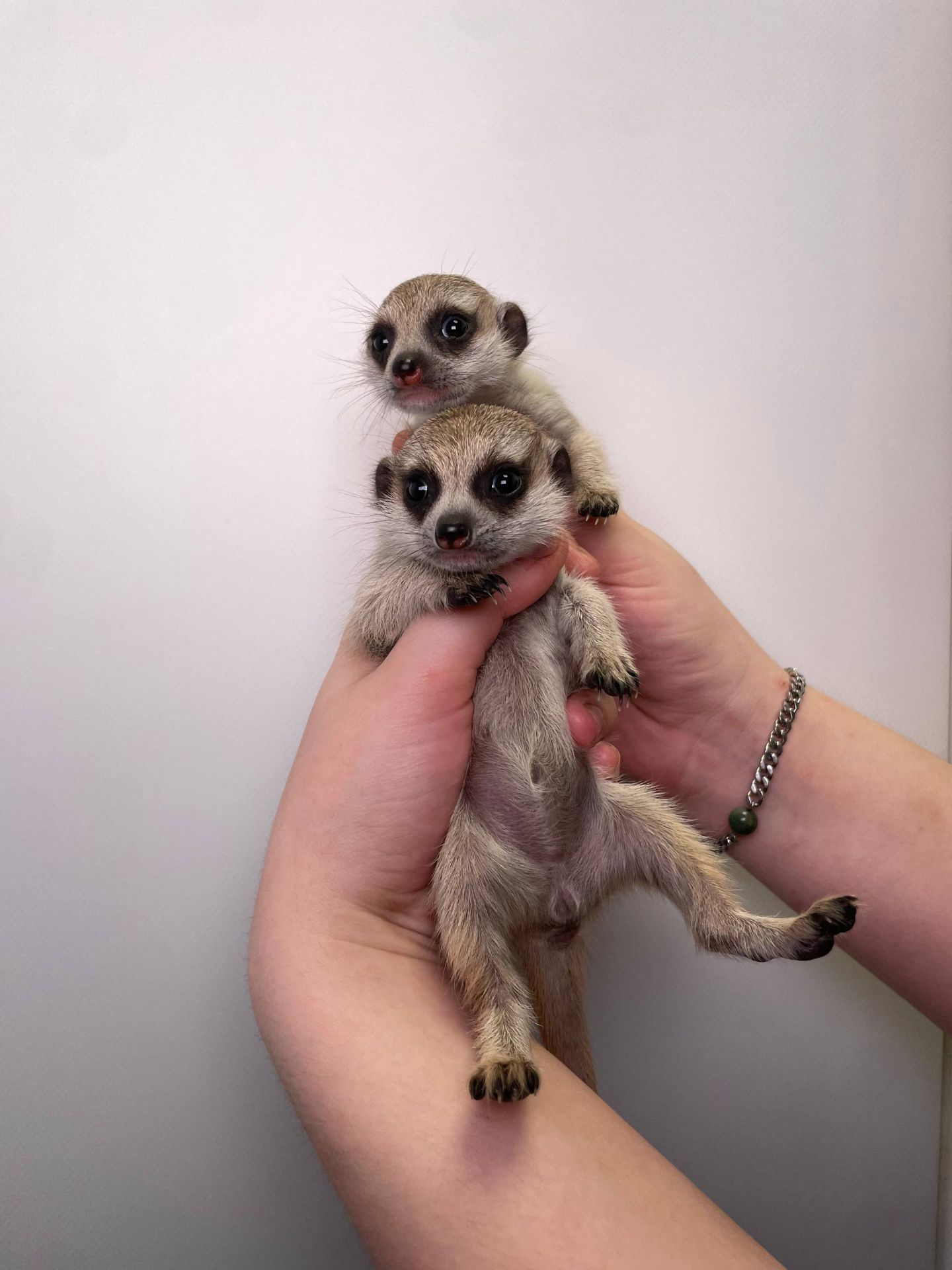 Мега ручні соціальні сурікатики для дому, сурікат, сурікати різного віку, сурик