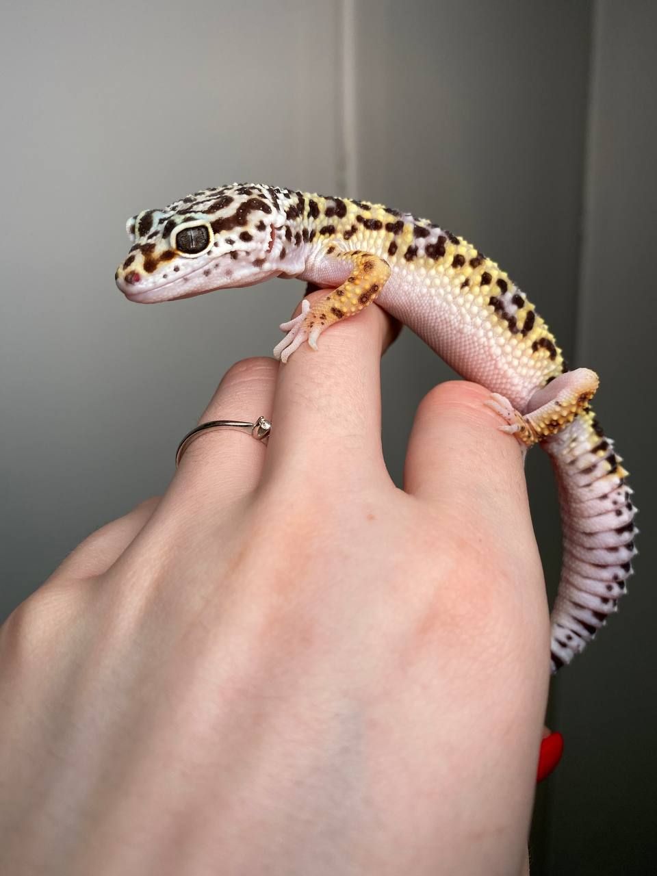 Еублефар, геккон эублефар, улыбающая ящерица, леопардовый геккон