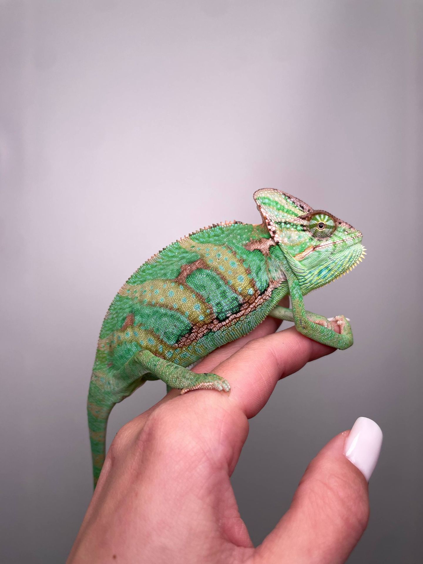 Єменський хамелеон, хамелеон зі шлемом, зелений йеменський хамелеон,