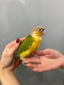 Пірура або піррура - найкращий папуга у світі, ручні пташенята