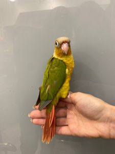 Пірура або піррура - найкращий папуга у світі, ручні пташенята