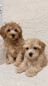 Цуценя мальтипу