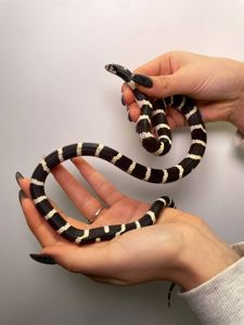 Каліфорнійська королівська змія, ручна королівська змійка