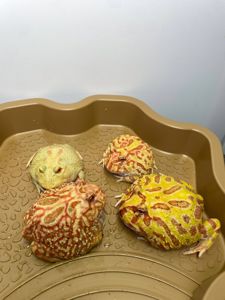 Жаба рогатка, рогатка кранвелла, яскрава жаба ітанія, жаба для дому, кругла жабка