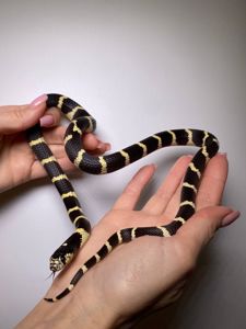 Каліфорнійська королівська змія, ручна королівська змійка