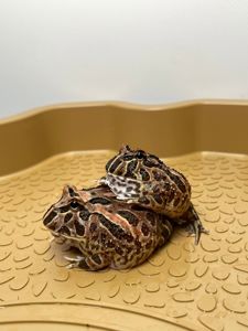 Жаба рогатка, рогатка кранвелла, яскрава жаба ітанія, жаба для дому, кругла жабка