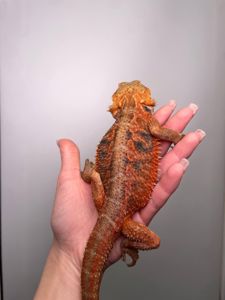 Бородата агама, мега ручні та спокійні ящірки, бородата ящірка, бартагама