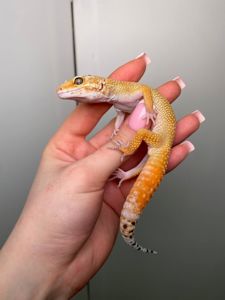 Еублефар, геккон эублефар, улыбающая ящерица, леопардовый геккон