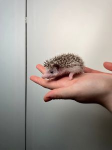 Африканський їжачок декоративний, ручні їжачкки, ручні малюки їжачки різних окрасів та статті