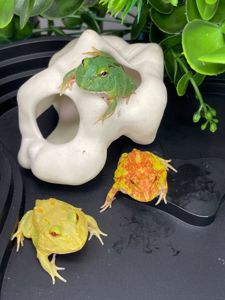 Жаба рогатка, рогатка кранвелла, яскрава жаба ітанія, жаба для дому, кругла жабка