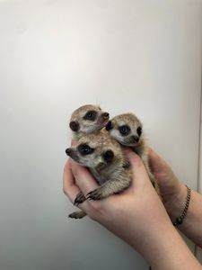 Мега ручні соціальні сурікатики для дому, сурікат, сурікати різного віку, сурик