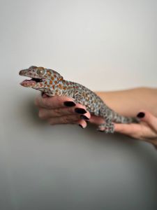 Геккон Токи, гекон токі ручний, токі малюк та дорослий