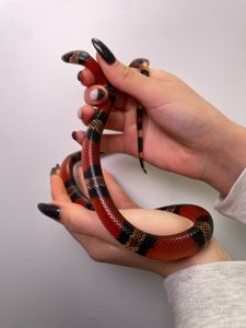 Гондураська молочна змія, королівська гондураська змія, яскрава змія, молочна змія