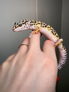 Еублефар, геккон эублефар, улыбающая ящерица, леопардовый геккон