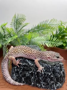 Еублефар, геккон эублефар, улыбающая ящерица, леопардовый геккон