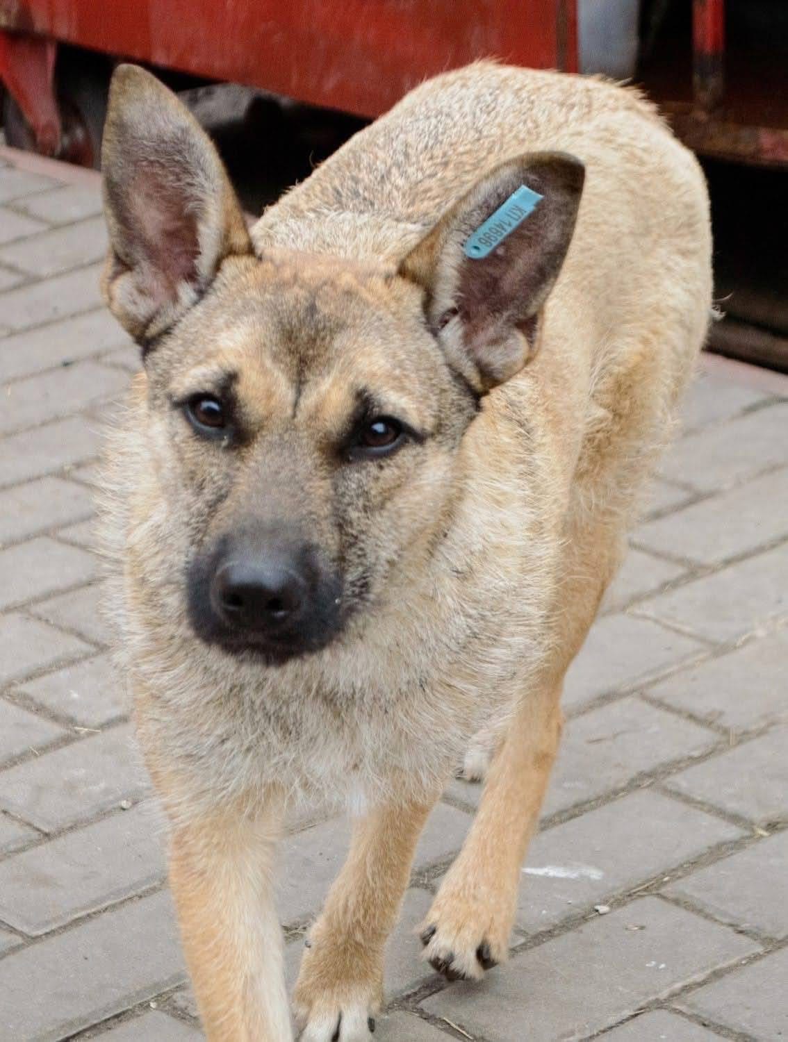 Бородата мила собачка МАЛЬВА мріє про родину!