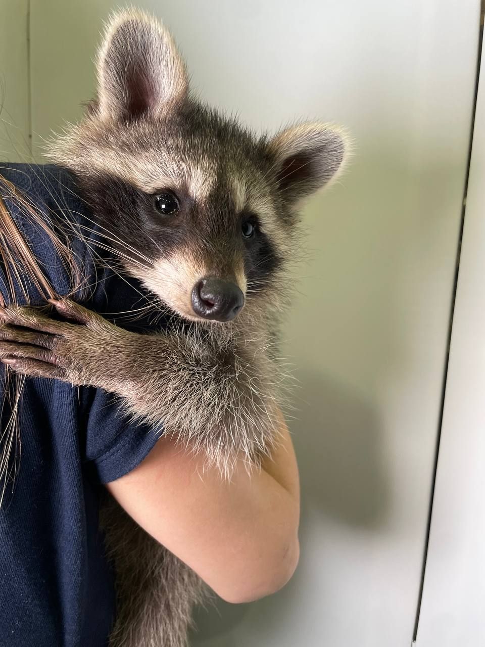 Енот полоскун, ручной домашний енот, енотик