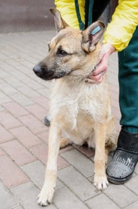Бородата мила собачка МАЛЬВА мріє про родину!