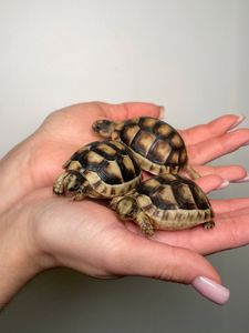 Черепаха сухопутна, балканська черепаха, шпороносна, середньоазійська