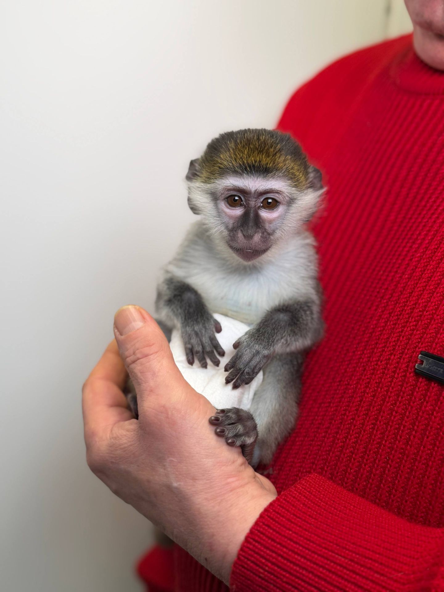 Карликова зелена мавпа, верветка, домашня мавпочка, дуже ручні малюки