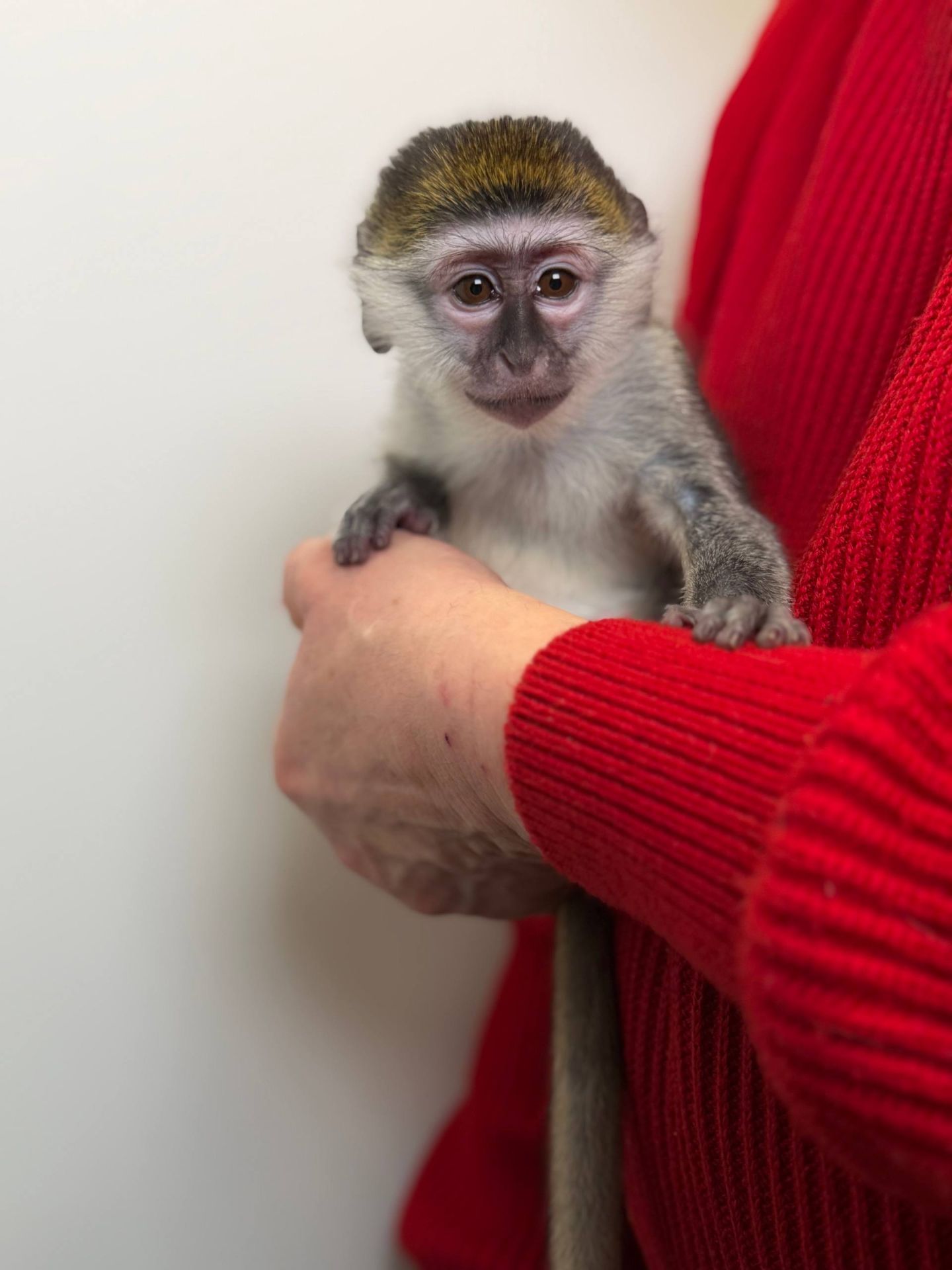 Карликова зелена мавпа, верветка, домашня мавпочка, дуже ручні малюки