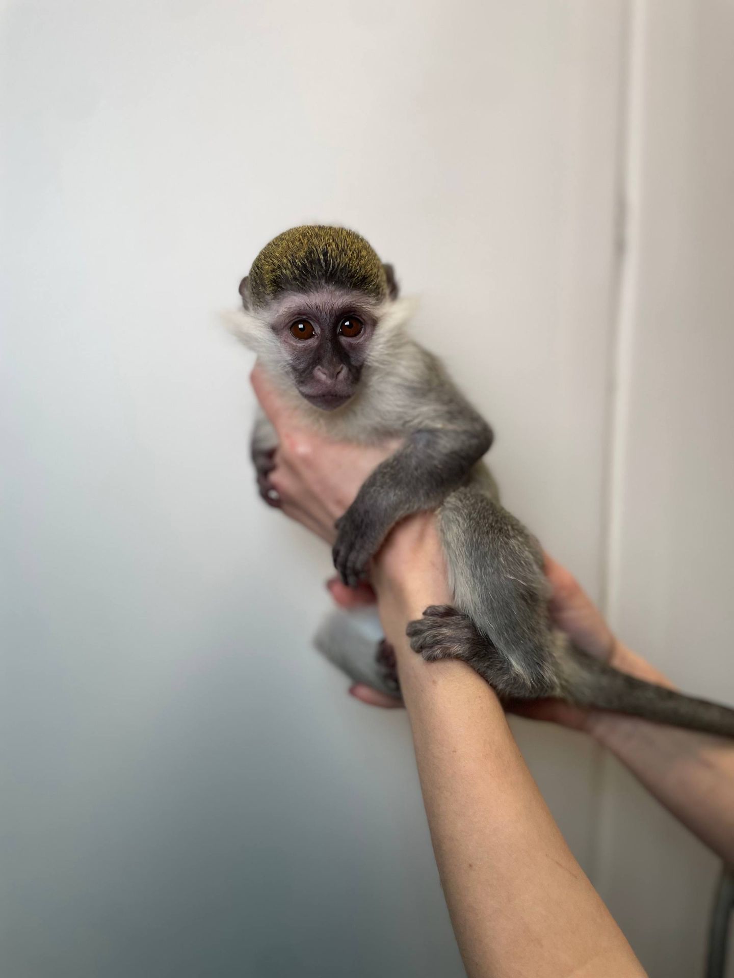 Карликова зелена мавпа, верветка, домашня мавпочка, дуже ручні малюки