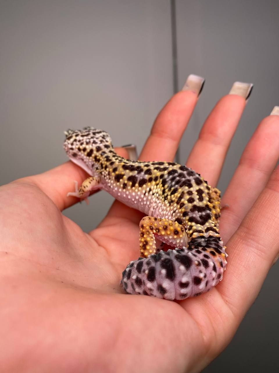 Еублефар, гекон еублефар, усміхнена ящірка