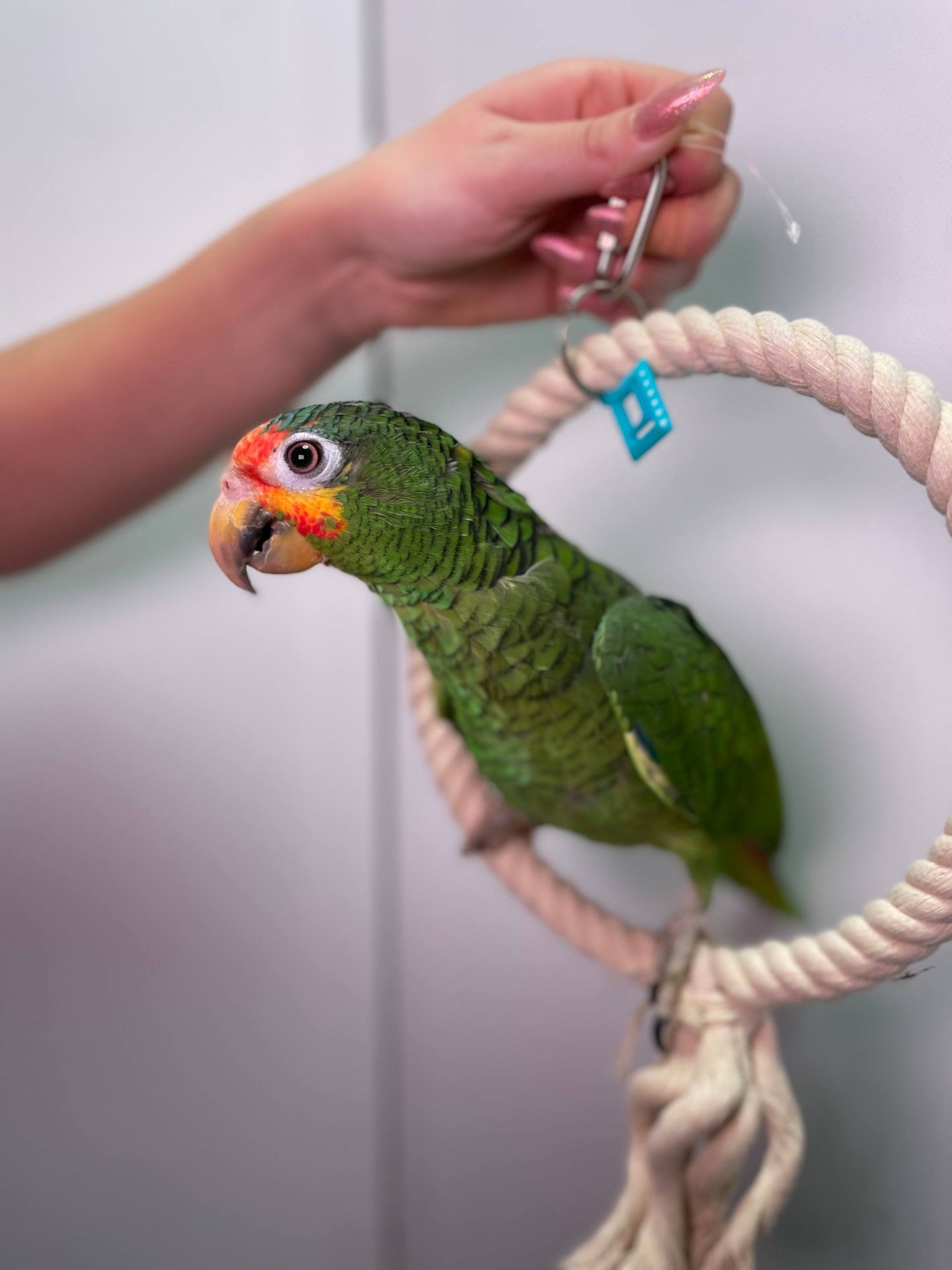 Червонолобий амазон, жовтощокий амазон, папуга що говорить, ручний викормиш з ДНК тестом