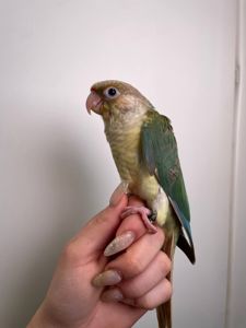Ручний піррура викормиш, моленуа, пірурка, папуги з кільцем та днк тестом