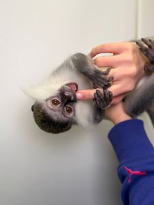 Карликова зелена мавпа, верветка, домашня мавпочка, дуже ручні малюки