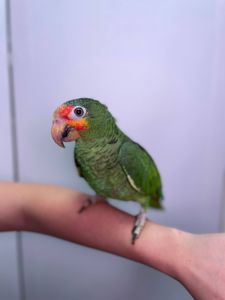 Червонолобий амазон, жовтощокий амазон, папуга що говорить, ручний викормиш з ДНК тестом
