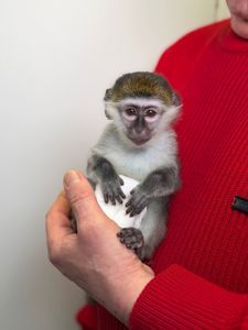 Карликова зелена мавпа, верветка, домашня мавпочка, дуже ручні малюки