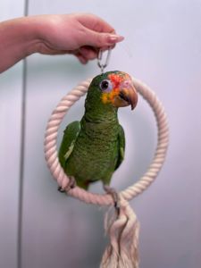 Червонолобий амазон, жовтощокий амазон, папуга що говорить, ручний викормиш з ДНК тестом