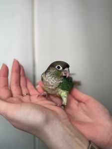 Ручний піррура викормиш, моленуа, пірурка, папуги з кільцем та днк тестом