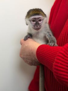 Карликова зелена мавпа, верветка, домашня мавпочка, дуже ручні малюки