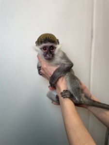 Карликова зелена мавпа, верветка, домашня мавпочка, дуже ручні малюки