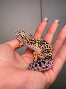 Еублефар, гекон еублефар, усміхнена ящірка