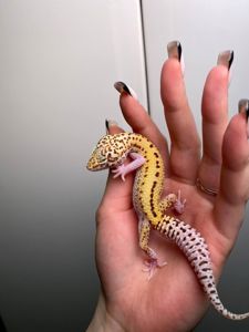 Еублефар, гекон еублефар, усміхнена ящірка