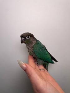 Ручний піррура викормиш, моленуа, пірурка, папуги з кільцем та днк тестом