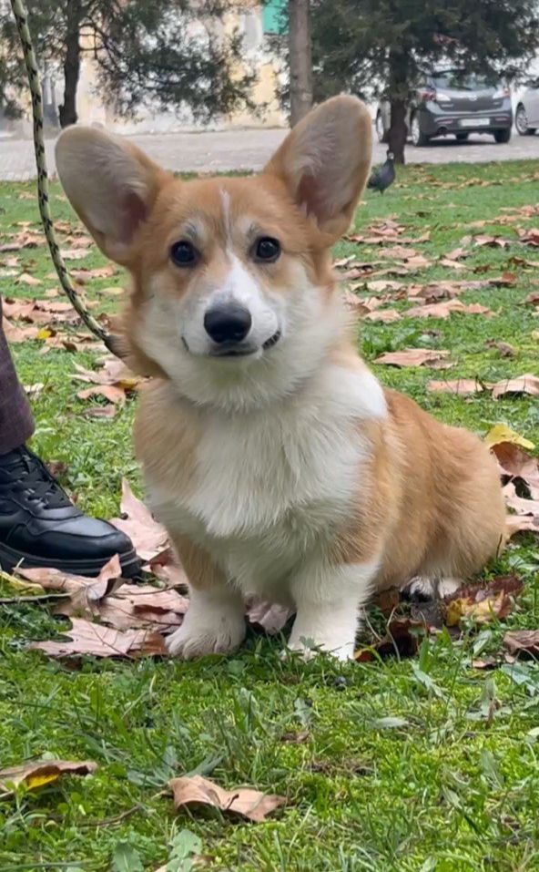 Вельш-коргі пемброк