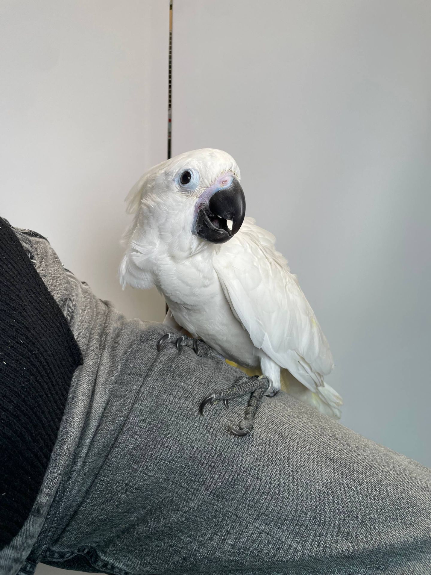 Какаду альба, білохохлий какаду, білий папуга, ручні пташенята викормиші з документами