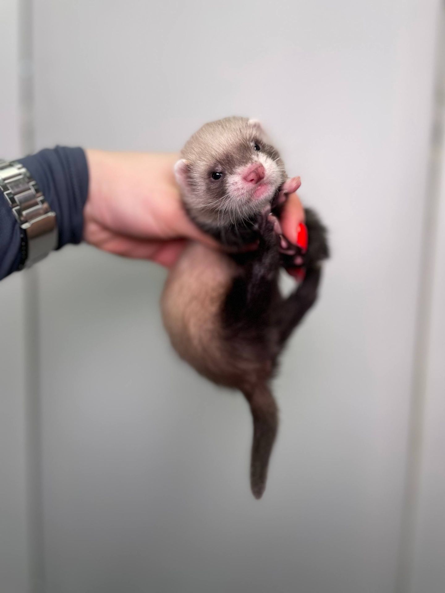 Декоративні тхорики, фретка, хорьки, домашні улюбленці породисті