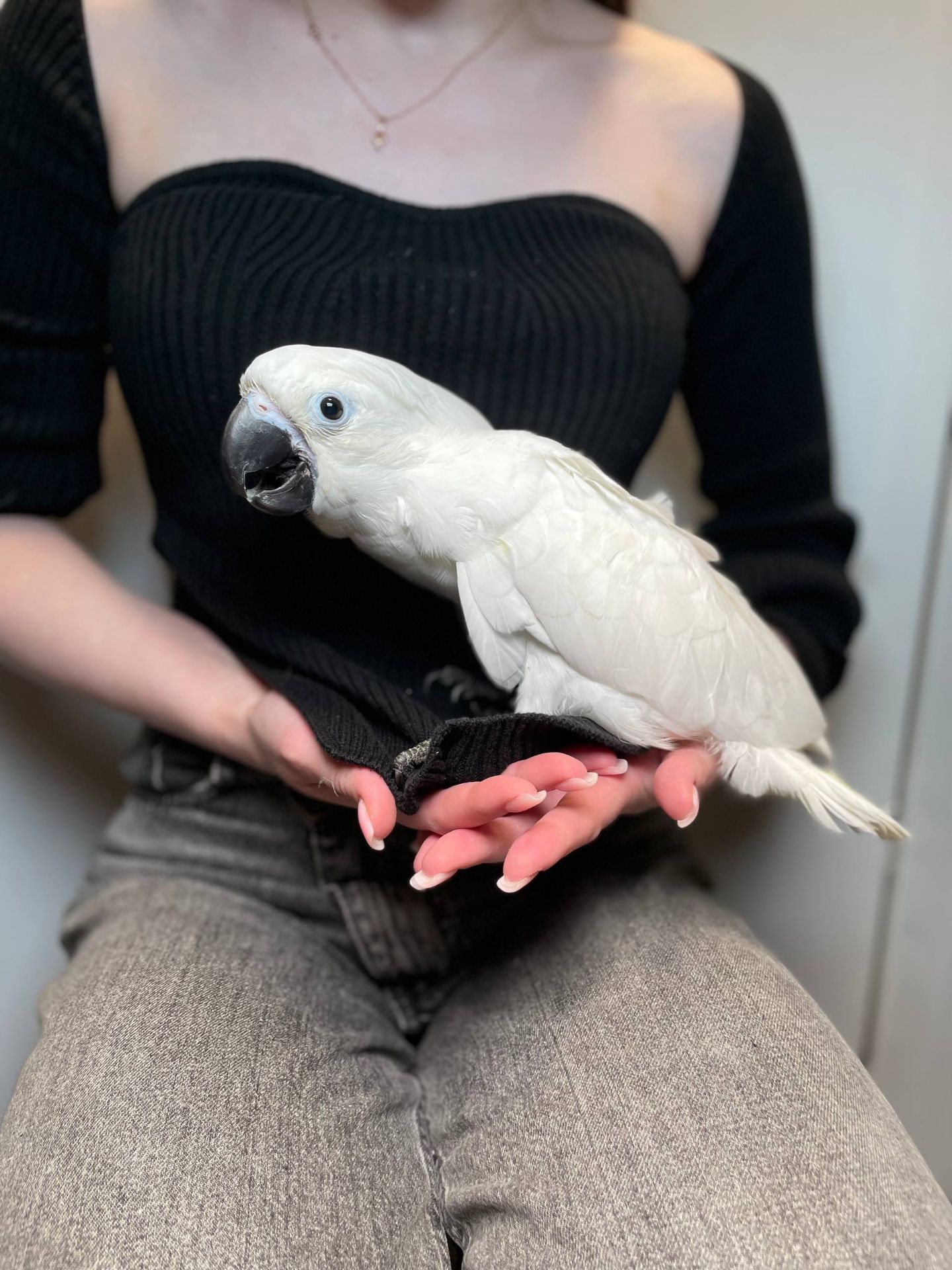 Какаду альба, білохохлий какаду, білий папуга, ручні пташенята викормиші з документами