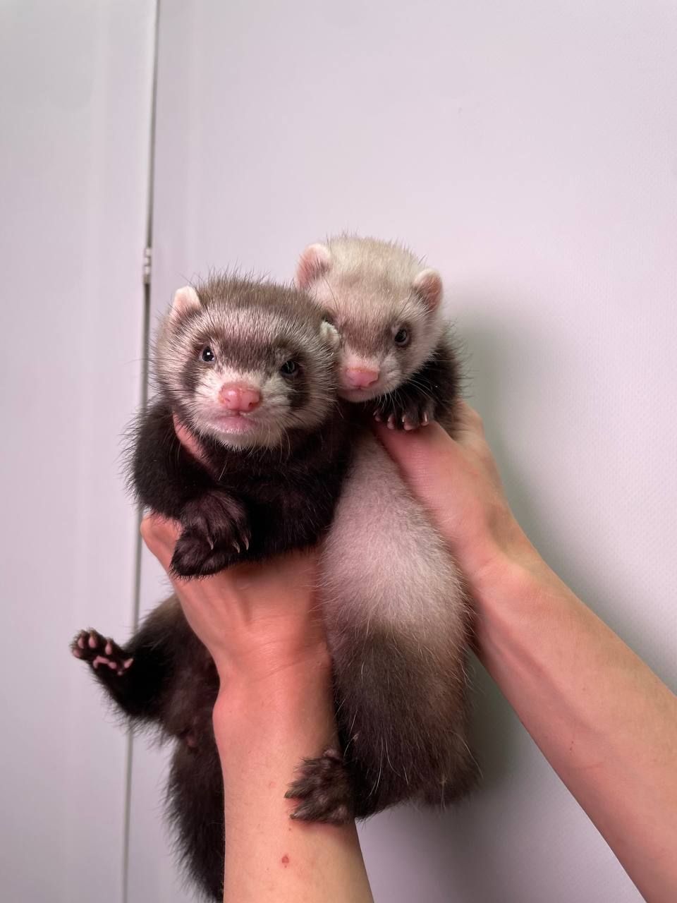 Декоративні тхорики, фретка, хорьки, домашні улюбленці породисті