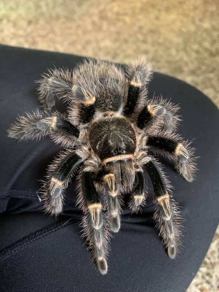 Павук для новачка, Декоративні безпечні павуки, птахоїд, смітті, емілія,