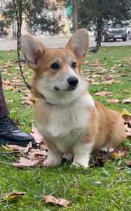 Вельш-коргі пемброк